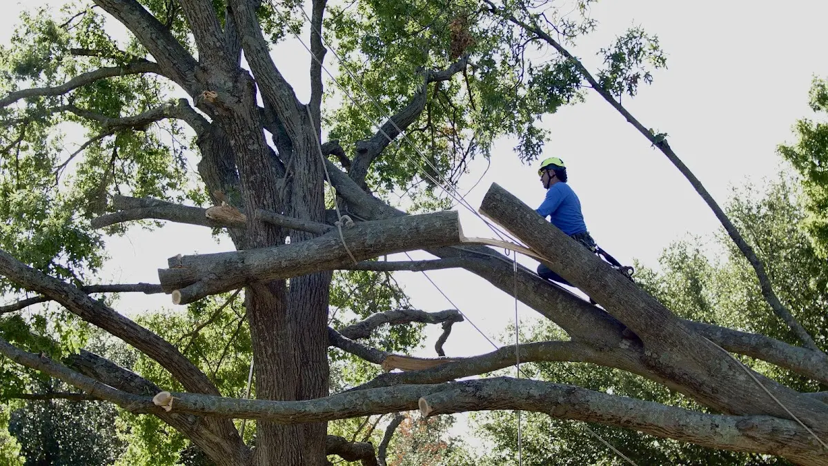 Professional Crown Thinning performed by certified arborists in Platte